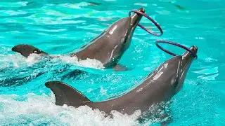 PERTUNJUKAN LUMBA LUMBA | OCEAN DREAM SAMUDRA ANCOL