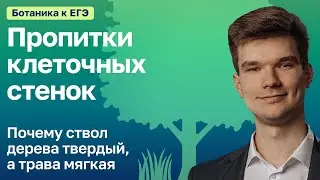 7.4. Пропитки клеточных стенок | Ботаника к ЕГЭ | Георгий Мишуровский