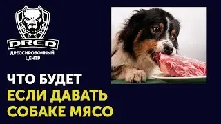 Можно ли давать собаке мясо | Что случится если дать собаке мясо