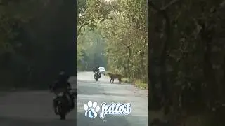 Motor biker's  close encounter with tiger