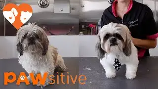 Older Shih Tzu Found On The Streets Gets A Transformation And A New Home | PAWsitive 🧡