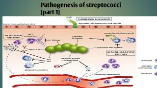 Pathogenesis of streptococci part 1