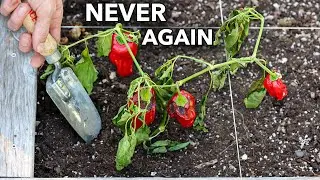 Here’s Why You Should NEVER Plant Peppers in Your Garden