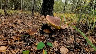 ОСЕННИЕ БОРОВИКИ | ОГРОМНЫЕ ГРИБЫ (BOLETUS EDULIS) 1.10.2022