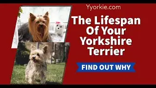 Your Yorkie Might Not Live As Long As Your Think (Here Is Why)