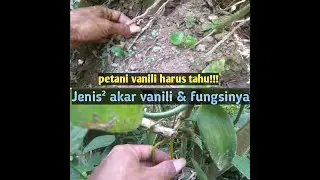 Budidaya vanili//macam-macam akar vanili dan fungsinya