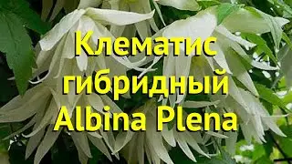 Клематис гибридный Альбина Плена. Краткий обзор, описание характеристик clematis Albina Plena