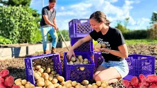 400LBS. OF POTATOES Harvest and Storing for Winter (+tips!)