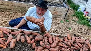 Record Sweet Potato Harvest at Deep South Texas