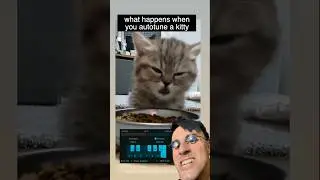 Autotune Kitty