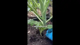 Propagating Tomato Side Shoots