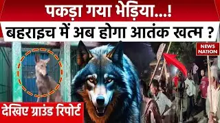 Wolf Attack in Bahraich: बहराइच में पकड़ा गया एक और भेड़िया, महसी इलाके से पकड़ा गया पांचवां भेड़िया