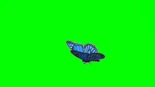 Green Screen Blue Butterfly