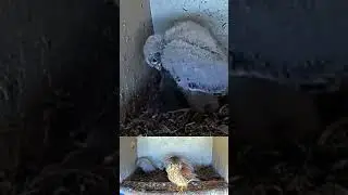 Wow! Falcon nestling eats bird while it is alive #birds #kestrel #animals #wildlife #live #nature