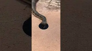 Easy Snake Trap using hole #creativesnaketrap #buildsnaketrap