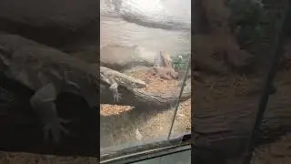 Feeding a White Throat Monitor