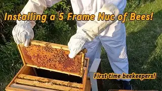 Installing a 5 Frame Nuc of Bees - Beginner Beekeepers - Episode 1