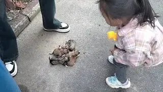 Шесть щенков были брошены в мусорном баке, крича о помощи! Каждая жизнь заслуживает уважения!