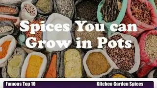 famous top 10 kitchen garden spices you can grow in pots