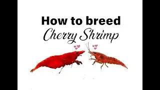 How to breed Cherry Shrimp