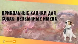Прикольные клички для собак: необычные имена