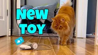 My Cats Get A New Toy