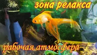 Аквариумистика. Комнатные цветы