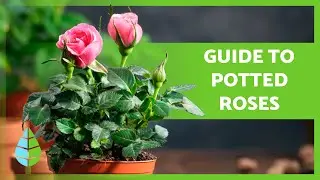 Easy Potted Rose Care 🌹 Pruning, Fertilizer, Watering & More