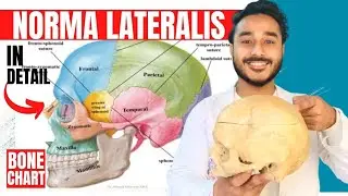 norma lateralis anatomy 3d | anatomy of norma lateralis of skull anatomy