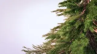 Creating Photorealistic Pine Trees in Blender