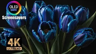 Mesmerizing Tulip Screensaver (No Music) - 10 Hours Of Stunning 4k Beauty, OLED Safe!