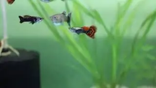 Home Breed Elephant Ear Guppy in Bangladesh