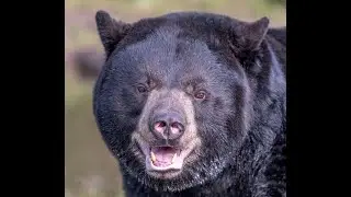 Black Bear Attack on Jacqueline Perry & Mark Jordan- The Real Story of The Movie Backcountry