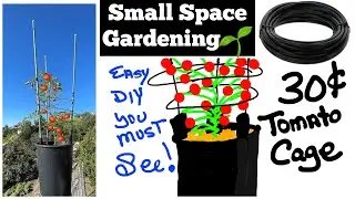 How to Grow Tomatoes in SMALL SPACE  Flower Pot, Tomato Cage Trellis GREAT & CHEAP, Container Garden