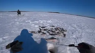 Вот они здесь дикие, поклевка отдай удочку.