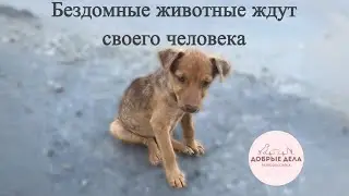 Бездомные животные ждут своего человека