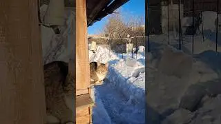 Кот Чувачок держит свой носик по ветру 