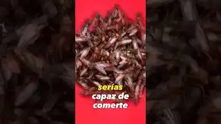 EN COLOMBIA COMÉN HORMIGAS🐜