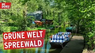 Der Spreewald von oben | Wasserlabyrinth in Brandenburg | Doku & Reportage