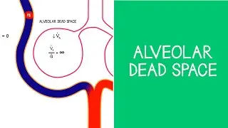 3.6 Respiratory: Alveolar Dead Space