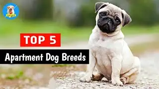 Top 5 Apartment 🏢 Dog Breeds 🐶💥 |  #shorts #dogs #Cutedogs #puppies