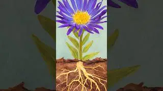 Step-by-Step Guide on Planting Native Plants