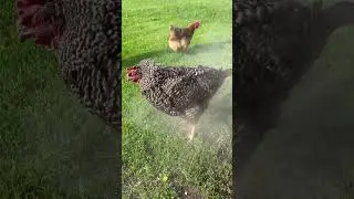 The Dirtiest Chicken In The World!