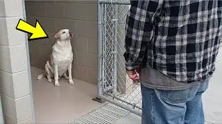 The shelter dog cried when he recognized the man standing in front of him!