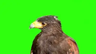 GFM - 4K/HD - Royalty Free Download - Eagle 1 - Green Screen - Animation - FX - Cinematic Special FX