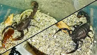 Кормление и рост толстохвостого скорпиона (Androctonus crassicauda) / Scorpion feeding