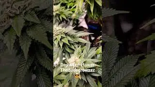 Day 44 of Flower 