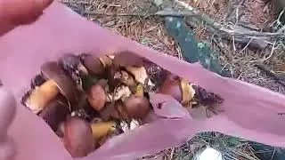 Как  мы собираем грибы!🍄Выходные в лесу🌲