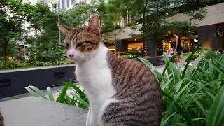 Huawei nova 2i - Cat in the Park