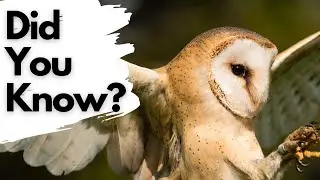 Things you need to know about BARN OWLS!